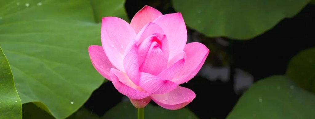 lotus-bali-candidasa.jpg